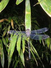 Gynacantha membranalis