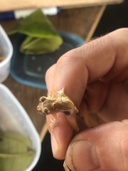 Dendropsophus brevifrons