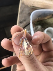 Dendropsophus brevifrons