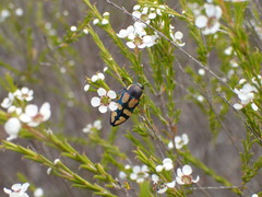 Castiarina argillacea