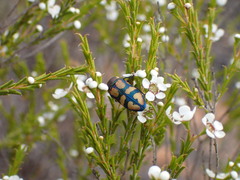 Castiarina argillacea
