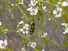 Castiarina argillacea