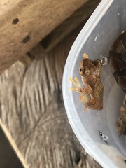 Dendropsophus brevifrons
