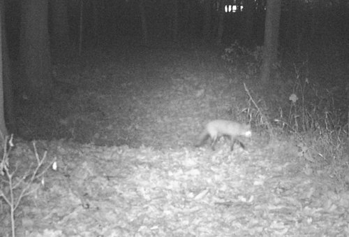 Red Fox photographed in Indiana