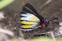 Graphium stratiotes
