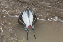 Graphium stratiotes