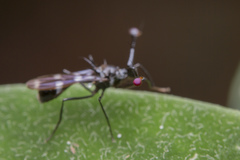 Diopsidae