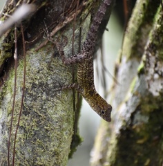 Anolis allogus