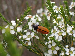 Castiarina rufipennis