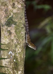 Anolis allogus