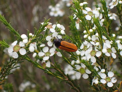 Castiarina rufipennis
