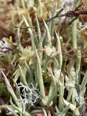 Cladonia maxima image