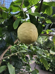 Citrus × pyriformis