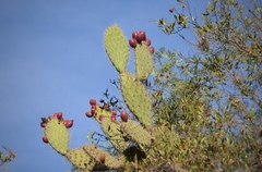 Opuntia streptacantha