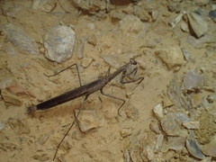Coenomantis kraussiana