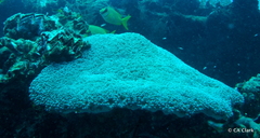 Physogyra lichtensteini