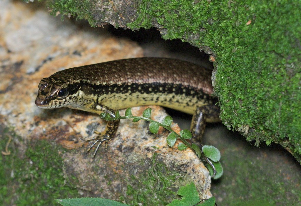 Brown Forest Skink