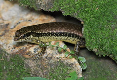 Sphenomorphus incognitus