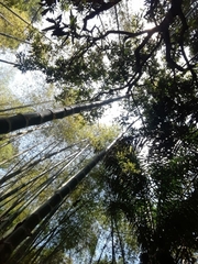 Phyllostachys angusta