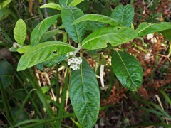 Psychotria loniceroides