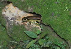 Sphenomorphus incognitus