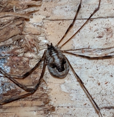Leptobunus parvulus