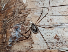 Leptobunus parvulus