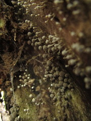 Didymium squamulosum