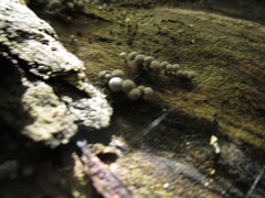 Didymium squamulosum