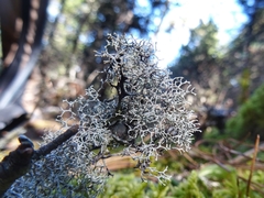 Pseudevernia cladonia