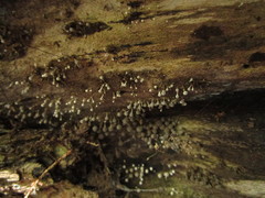 Didymium squamulosum