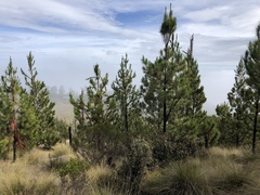 Pinus occidentalis