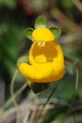 Calceolaria polyrhiza