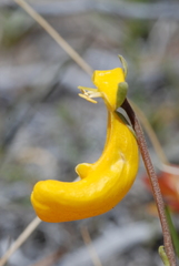 Calceolaria uniflora × polyrhiza
