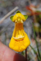 Calceolaria uniflora × polyrhiza