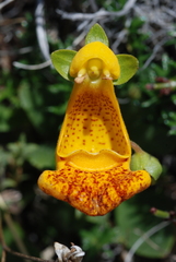 Calceolaria uniflora × polyrhiza