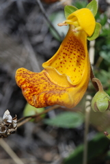 Calceolaria uniflora × polyrhiza