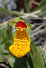 Calceolaria uniflora × polyrhiza