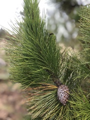Pinus occidentalis