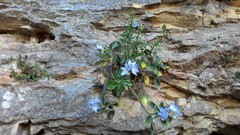 Campanula versicolor tenorei