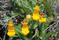 Calceolaria uniflora × polyrhiza