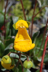 Calceolaria uniflora × polyrhiza