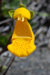 Calceolaria uniflora × polyrhiza