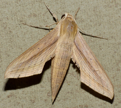 Hippotion balsaminae