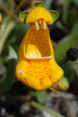 Calceolaria uniflora × polyrhiza