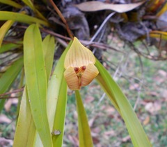 Maxillaria egertoniana