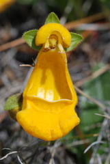 Calceolaria uniflora × polyrhiza