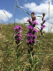 Liatris squarrosa glabrata