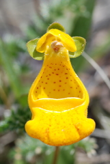 Calceolaria uniflora × polyrhiza