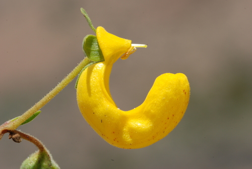 Calceolaria polyrrhiza